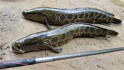 Snakehead (fish) .